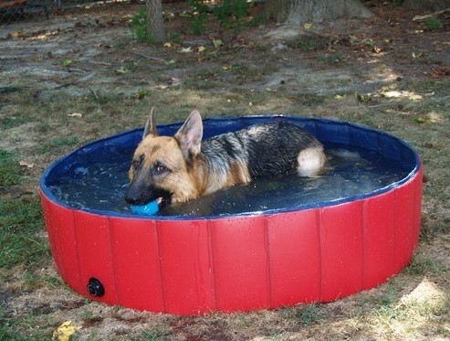 Tragbare Haustier-Badewanne PVCs aufblasbar, Hund, der Wanne badet
